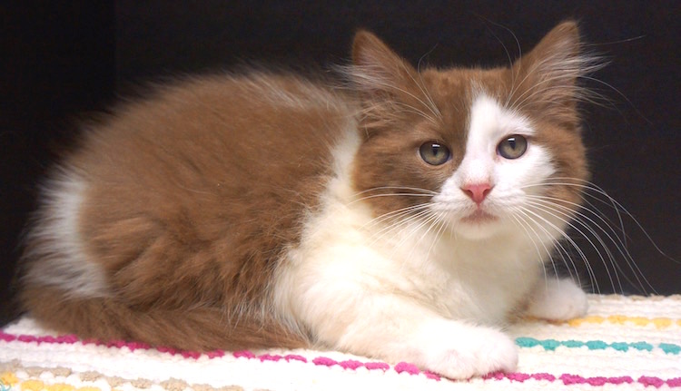 Ragdoll Kittens For Sale Near Me - All You Need Infos